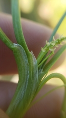 Triglochin scilloides