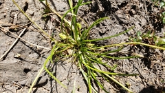 Triglochin scilloides