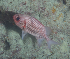 Myripristis hexagona