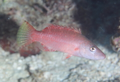 Oxycheilinus digramma