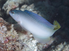 Oxycercichthys veliferus