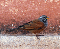 Emberiza sahari