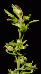 Ruprechtia fusca