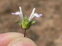 Acanthomintha ilicifolia