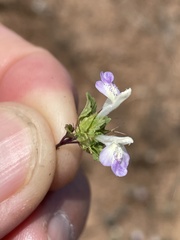 Acanthomintha ilicifolia