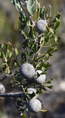 Isopogon trilobus