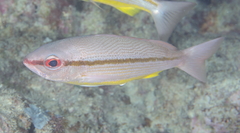 Lutjanus vitta