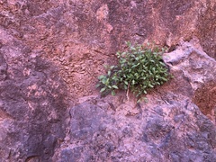 Petrophytum caespitosum