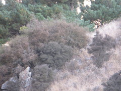 Muehlenbeckia complexa