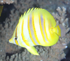 Chaetodon rainfordi