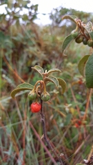 Solanum subumbellatum