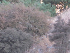 Muehlenbeckia complexa