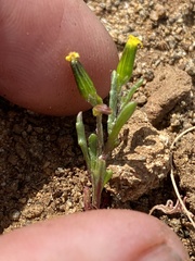 Senecio aphanactis