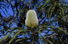 Banksia speciosa