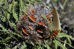 Banksia speciosa