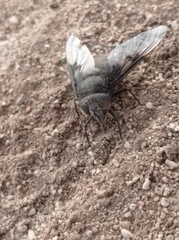 Copestylum mexicanum