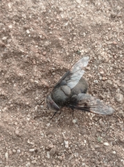 Copestylum mexicanum