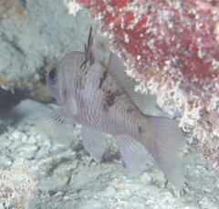 Pristicon trimaculatus