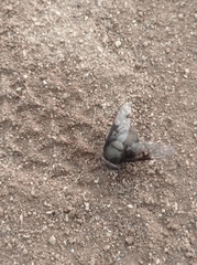 Copestylum mexicanum