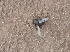 Copestylum mexicanum