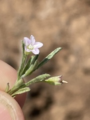 Convolvulus simulans