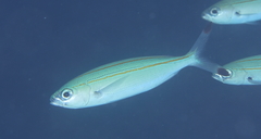 Pterocaesio digramma