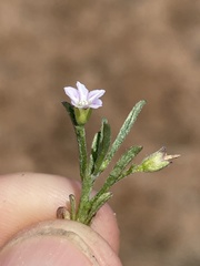 Convolvulus simulans