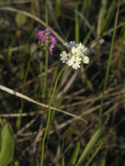 Primula longiscapa