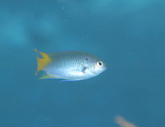 Neopomacentrus azysron