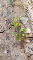 Ranunculus bonariensis trisepalus