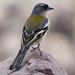 African Chaffinch - Photo (c) Gonzalo Mucientes Sandoval, some rights reserved (CC BY-NC-SA), uploaded by Gonzalo Mucientes Sandoval