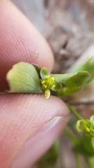 Ranunculus bonariensis trisepalus