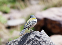 Fringilla coelebs africana