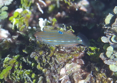 Halichoeres melanurus