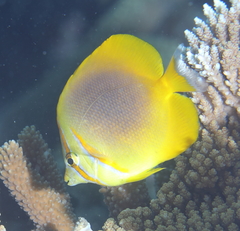 Chaetodon aureofasciatus
