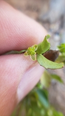 Ranunculus bonariensis trisepalus