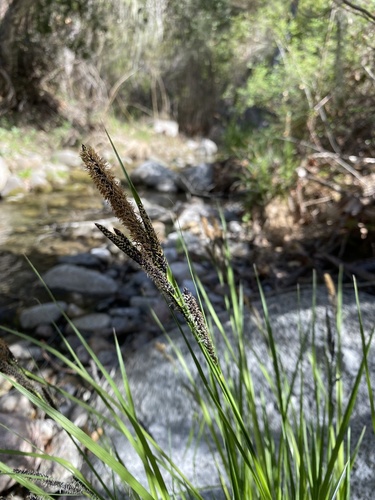 iNaturalist observation photo of torrent sedge