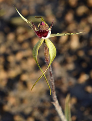 Caladenia decora