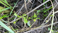 Ranunculus bonariensis trisepalus
