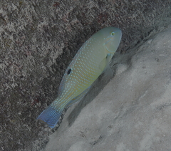 Choerodon schoenleinii