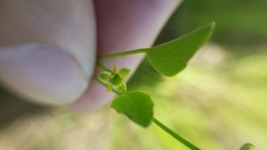 Ranunculus bonariensis trisepalus