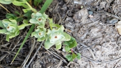 Psilocarphus tenellus