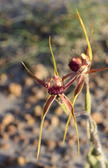 Caladenia decora