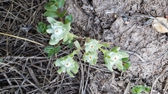 Psilocarphus tenellus