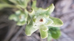 Psilocarphus tenellus