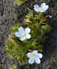 Drosera ramellosa