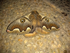 Polythysana cinerascens