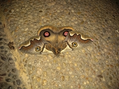 Polythysana cinerascens