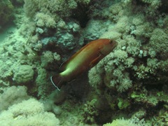 Cephalopholis hemistiktos