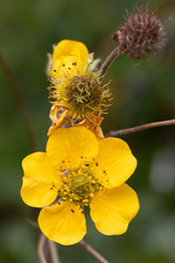 Geum magellanicum